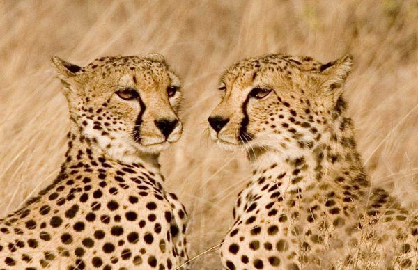 Kenya, Masai Mara Portrait of cheetah brothers